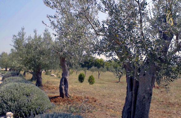 Istra: Kanfanar